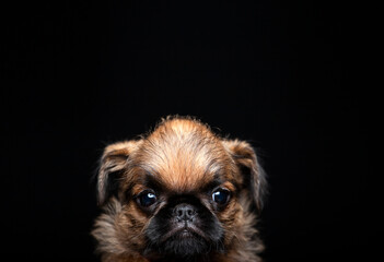 image of dog dark background