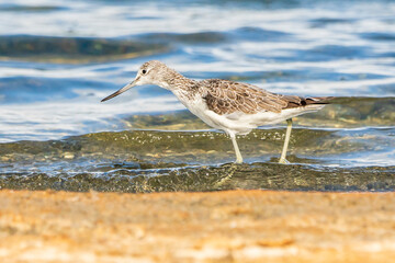 Greenshank (tringa nebularia) in Albufera of Valencia natural park.