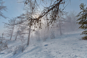 Fototapeta na wymiar Snow storm in the forest mountain area in winter.