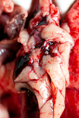 A Close Up of Lungs, Heart and Windpipe Raw Meat of a Sheep