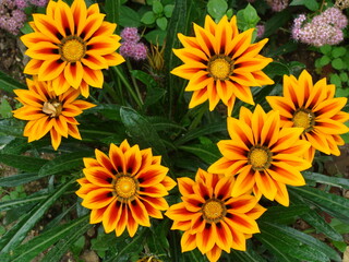 yellow and orange flowers