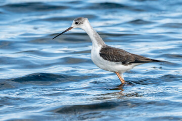 Young black-winged stilt (himantopus himantopus) in Albufera of Valencia natural park.