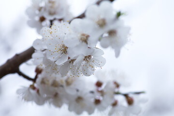 Cherry blossom in full bloom. Bokeh blur in the background.