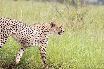 Naklejka na ściany i meble Kruger Narional Park: cheetah looking for prey