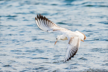 Slender-billed gull (larus genei) flying at Albufera of Valencia natural park.