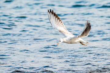 Slender-billed gull (larus genei) flying at Albufera of Valencia natural park.