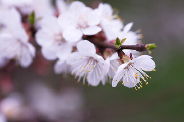 Cherry blossom in full bloom. Bokeh blur in the background.