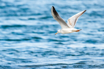 Fototapeta na wymiar Slender-billed gull (larus genei) flying at Albufera of Valencia natural park.