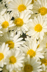 Autumn chrysanthemum flowers grow