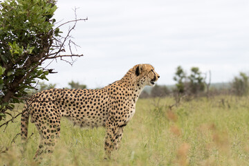 Kruger Narional Park: cheetah looking for prey