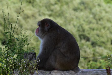 物思いにふけっている猿