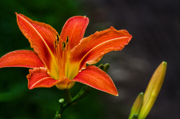 A fragrant bouquet of lily flowers for a gift or storage