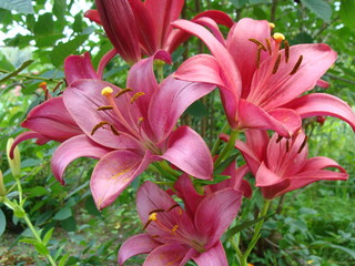 Obraz premium Red flowers