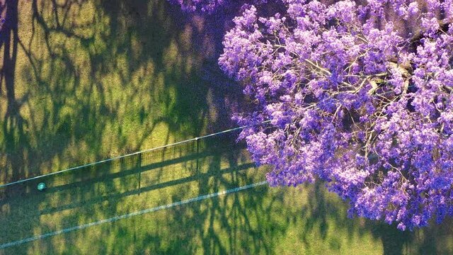 Aerial view of flowering jacaranda trees, University of Queensland, St Lucia, Brisbane, Queensland, Australia