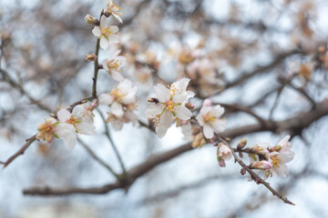blooming apricot branch in spring, white flowers