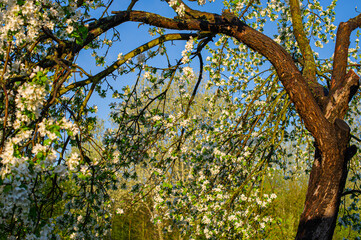 Fototapeta na wymiar trunk and branches are covered with flowers, a blossoming apple tree in May.