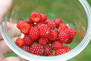 Japanese wine Berry Rubus phoenicolasius in a glass bowl held in a hand