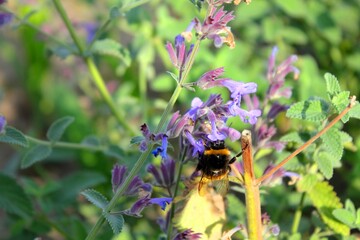 Spring Bumblebee pollinating Nepeta flowers