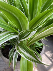 close up of a variegated plant