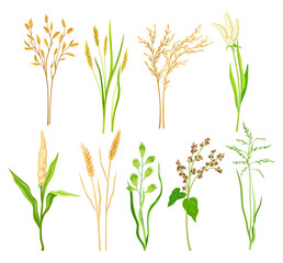 Grain Crop and Cereal as Cultivated Grass with Caryopsis Vector Set