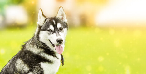 Portrait of a Siberian Husky dog. Green grass under the sunbeams. Spring wide banner.