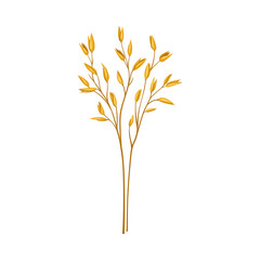 Oat as Grain Crop or Cereal Specie and Cultivated Grass on Stalk with Inflorescences Vector Illustration
