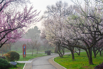 Spring plum blossoms and park scenery in East Lake Plum Garden in Wuhan, Hubei