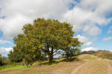 Fototapeta na wymiar Malvern hills landscape in the summertime.