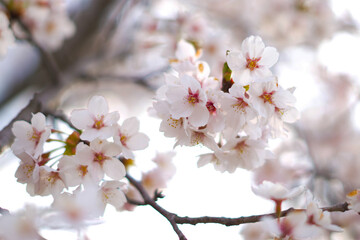 Obraz premium Beautiful sakura flower at Fujikawaguchiko, Yamanashi, Japan.