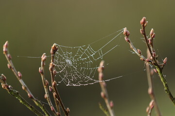 Spinnennetz in Johannisbeeren