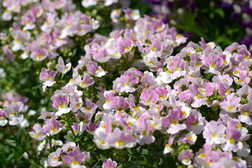 Obraz premium Beautiful Shibazakura or Miss Phlox in Ashikaga Flower Park, Tochigi, Japan.