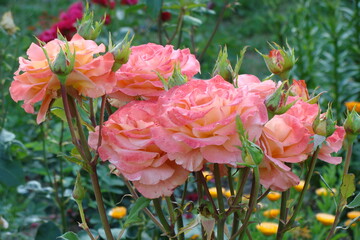 orange roses 