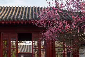 Spring plum blossoms and park scenery in East Lake Plum Garden in Wuhan, Hubei