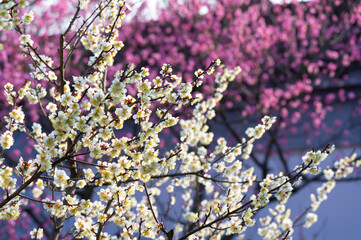 Spring plum blossoms and park scenery in East Lake Plum Garden in Wuhan, Hubei