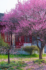 Naklejka premium Spring plum blossoms and park scenery in East Lake Plum Garden in Wuhan, Hubei