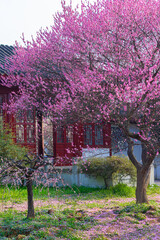 Spring plum blossoms and park scenery in East Lake Plum Garden in Wuhan, Hubei