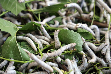 The silkworm is the larva or caterpillar of the domestic. It is an economically important insect, being a primary producer of silk.