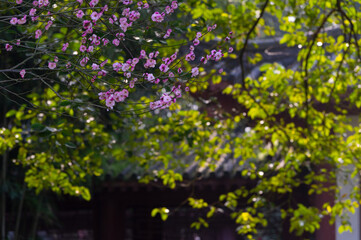 Spring plum blossoms and park scenery in East Lake Plum Garden in Wuhan, Hubei
