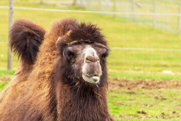 Brown camel resting in a zoo enclosure.