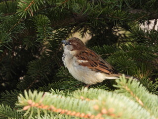 sparrow