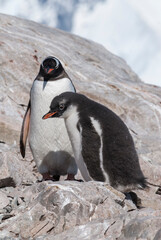 Gentoo penguin with her chick, Antarctic Peninsula, Antartica