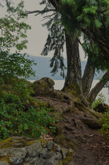 Tree in front of a lake in the mountains