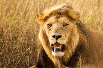 Closeup of a lion resting in the grass during safari in Serengeti National Park, Tanzania. Wild nature of Africa..
