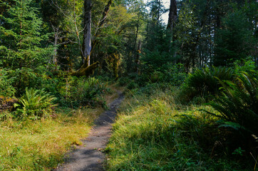 Fototapeta na wymiar Path through the woods