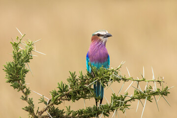 A colorful lilac-breasted roller sitting on tree during safari in Serengeti National Park, Tanzania. Wild nature of Africa.