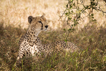 Naklejka premium Cheetah resting in the grass during safari at Serengeti National Park in Tanzania. Wild nature of Africa..