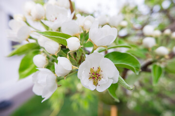 large white flowers bloom on a pear tree in spring against a background of young green foliage