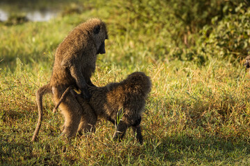 Baboons monkey family on the field during safari in National Park of Serengeti in Tanzania. Wild nature of Africa