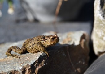 grenouille, crapaud, amphibien, nature, animal, faune, brun, eau, yeux, macro, vert, commun, pierre, animal, reptiles, écologie, arbre, sauvage