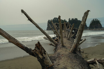 Fototapeta na wymiar Fallen tree on the shore